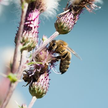 Close-up portrait of a bee at pollination flowering plants