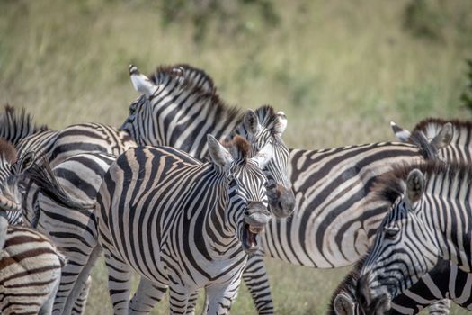 Zebra doing a Flehmen grimace.