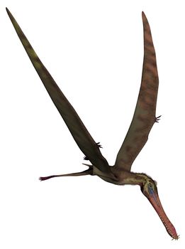 Anhanguera prehistoric bird - 3D render