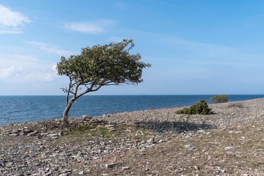 Coastline with windblown tree by seaside