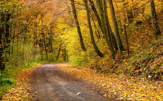 road turnaround in autumn forest