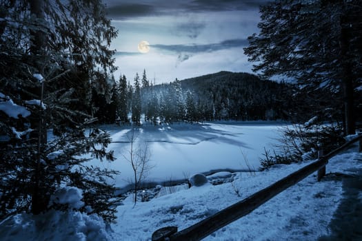 spruce forest on winter night in full moon light