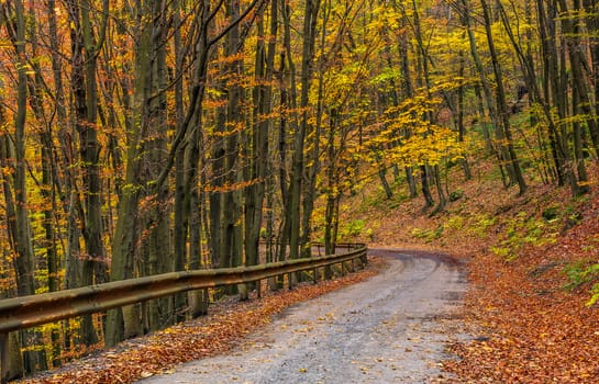 descend road turnaround in autumn forest