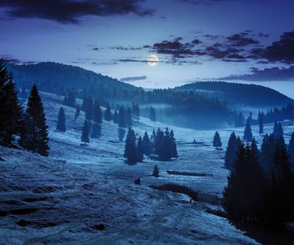 cold fog in conifer forest in  mountains of Romania at night in full moon light