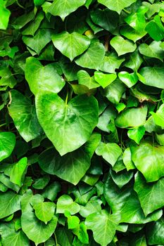 Closeup shot of green ivy background