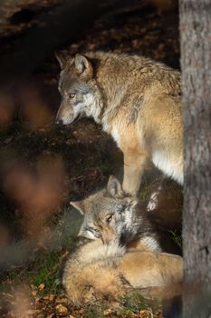 Wolves in the forest