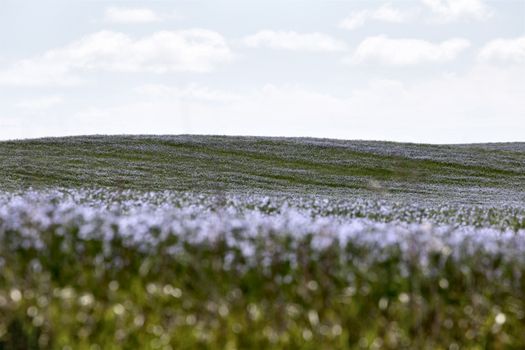 Flax Bloom Blue