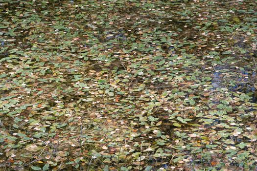 Pond surface with leaves