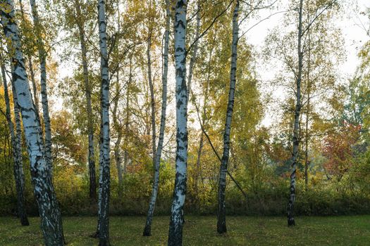 Birch tree trunks by fall season