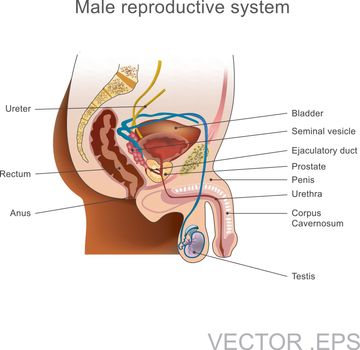 The male reproductive system.