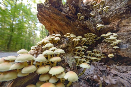 forest mushroom after longtime rain, nature series