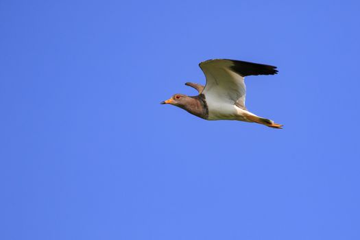 Image of red-wattled lapwing bird(Vanellus indicus) flying in th