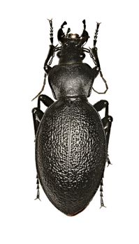 Leather Beetle on white Background  -  Carabus coriaceus (Linnaeus, 1758)
