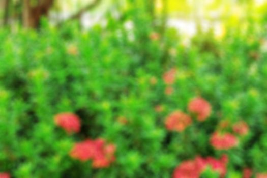 Red flowers in the garden with blurred images.
