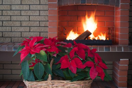 Poinsettia flowers isolated in vintage basket, fireplace, brick wall, romance. Copy space