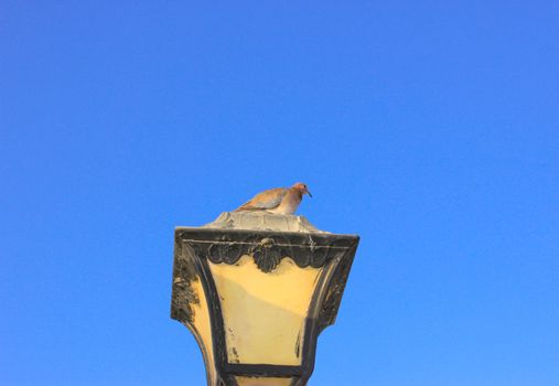 Old vintage metal street lamp and dove