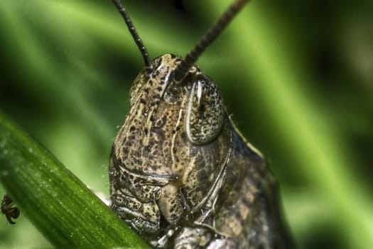 locust head