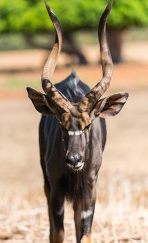 animal antelope bongo 