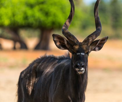 animal antelope bongo 