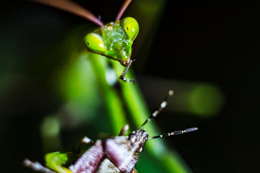 Praying Mantis close up