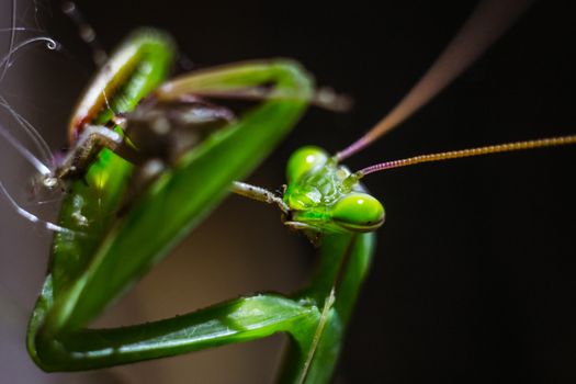 Praying Mantis close up