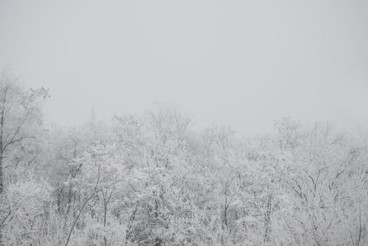 Winter Landscape with Trees Covered with Frost and Snow in the Fog