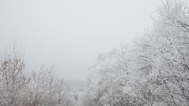 Winter Landscape with Trees Covered with Frost and Snow in the Fog