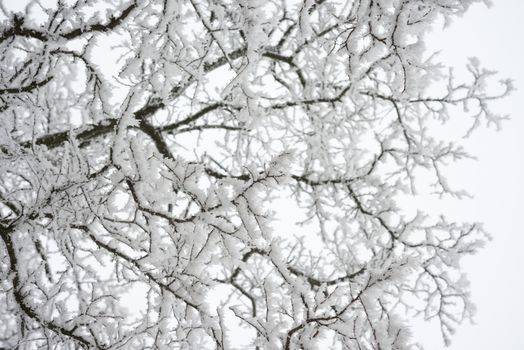 Winter and Christmas Background. Photo of Tree Branches Covered with Frost and Snow.