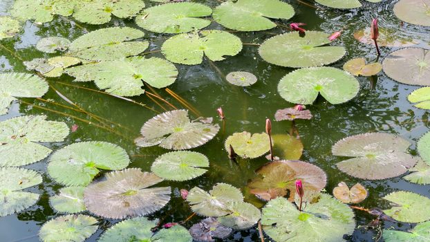 Waterlily in garden pond
