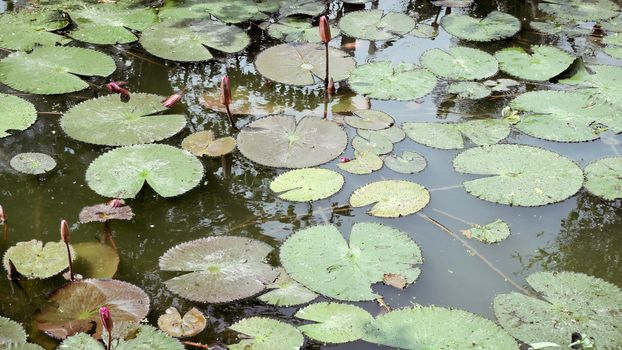 Waterlily in garden pond