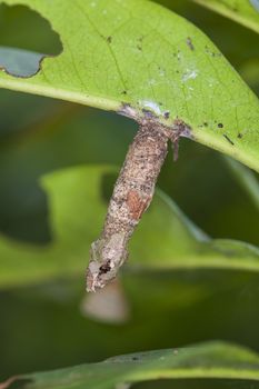 pupae and mature caterpillar on their host plant stem nature bac