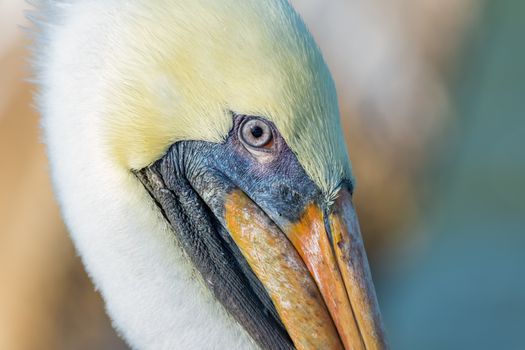 A Pelican Profile, Florida
