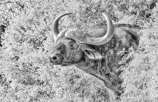 Monochrome Cape buffalo portrait