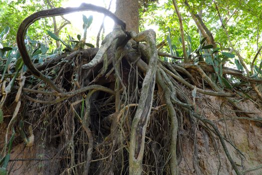 Tree with twisted roots.