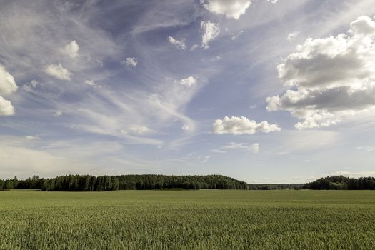 Wheat Field with trees and a partly cloudy sky