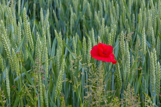 Poppy in Wheat Field Right