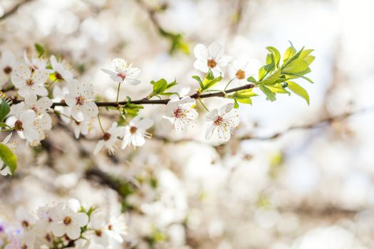 Spring background art with white cherry blossom. Beautiful natur