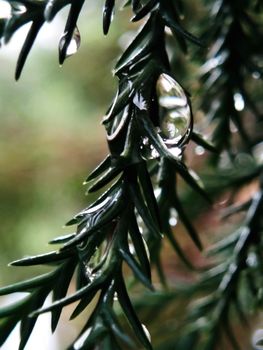 Pine leaves are wet, rain water drops
