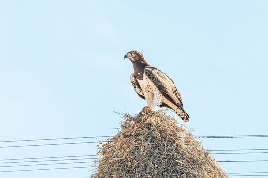 Martial eagle with prey on communal bird nest
