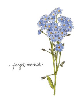 Wild flower forget-me-not hand drawn in color. Herbal vector illustration.