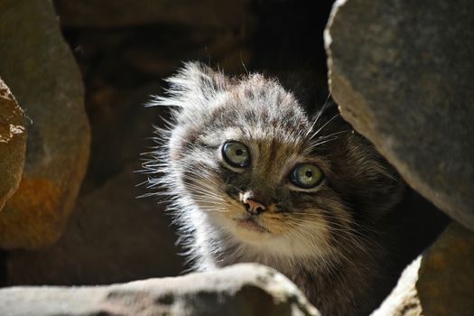 Close up portrait of manul kitten