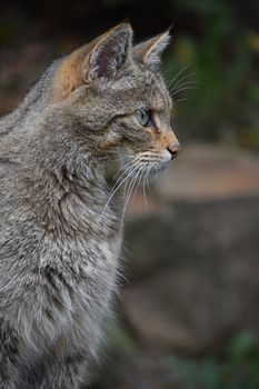 European wildcat side profile portrait close up