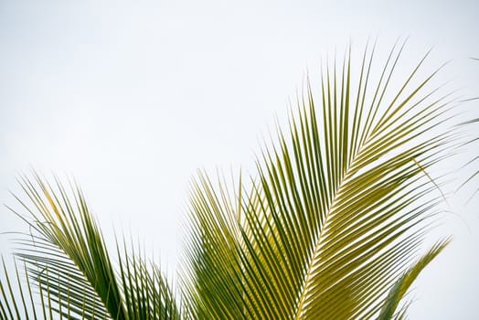 palm leaf on white background