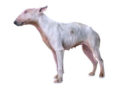 thin bull terrier