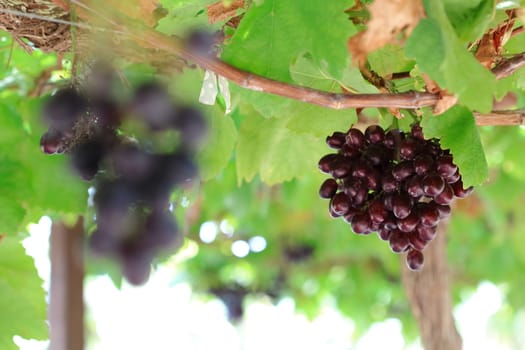 Ripe of grapes on the ranch 