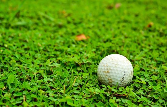 Golf ball on green roungh