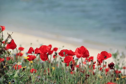 Red wild anemones on the seashore in spring. With a copyspace