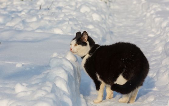 Cat in winter season