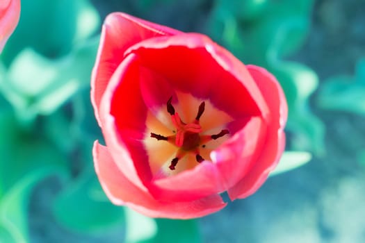 Colourful head of scarlet tulip close-up with defocused blue bac