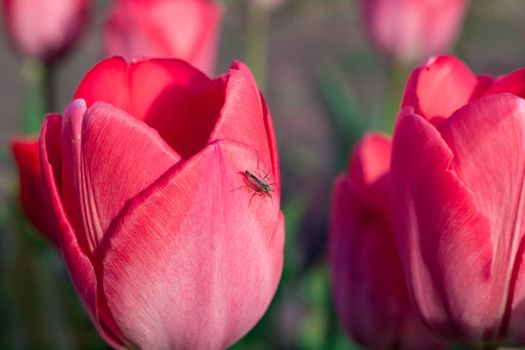 Insect moscito on bright colourful head of red scarlet tulip